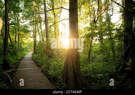 Passerella luminosa della foresta circondata da vegetazione lussureggiante e alberi Foto Stock