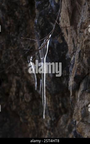 Icicle appeso da un ramo su una parete rocciosa, inverno, Salzkammergut, Austria, Europa Foto Stock