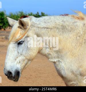 Capo di un vecchio cavallo di salvataggio grigio morso dalle pulci che si schianta in un soleggiato paddock, Fuerteventura, Isole Canarie, Spagna, UE. - L'inverno 2024 Foto Stock