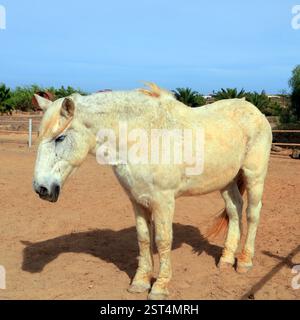 Vecchio cavallo di salvataggio grigio morso dalle pulci che si schianta in un soleggiato paddock, Fuerteventura, Isole Canarie, Spagna, UE. - L'inverno 2024 Foto Stock