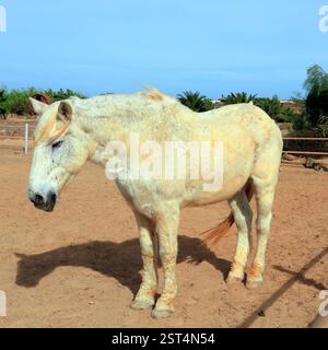 Vecchio cavallo di salvataggio grigio morso dalle pulci che si schianta in un soleggiato paddock, Fuerteventura, Isole Canarie, Spagna, UE. - L'inverno 2024 Foto Stock