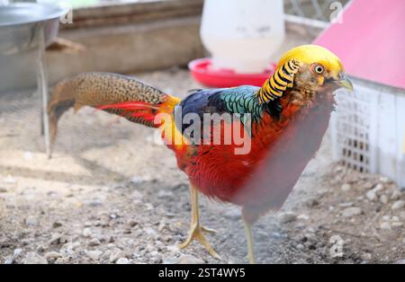Bellissimo colore di fagiano dorato, noto anche come fagiano cinese o fagiano arcobaleno. Foto Stock