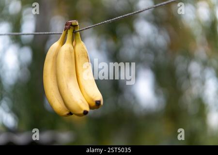 Un mucchio di banane appese su una corda sullo sfondo della natura. Foto Stock