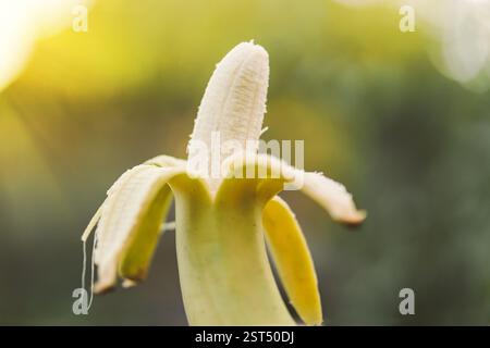 Banana matura a metà sbucciata su uno sfondo verde sfocato della natura Foto Stock