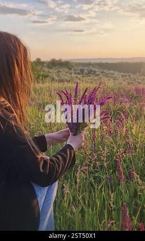 La pittoresca scena estiva con una giovane donna nel prato di un salvia selvaggio in fiore raccoglie un mucchio di profumati fiori viola. Erba salvia nemorosa Foto Stock