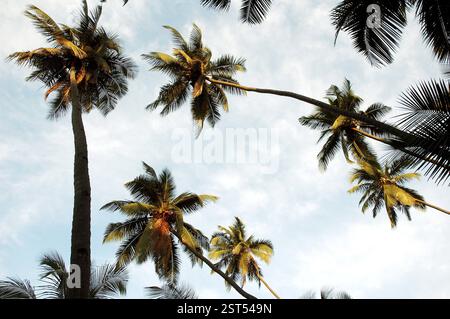 Basso angolo di molti alberi di cocco in un boschetto di cocco con cielo blu e nuvole bianche, India, Asia Foto Stock