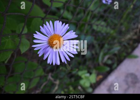 aster viola con centro arancione da una recinzione a catena, primo piano Foto Stock