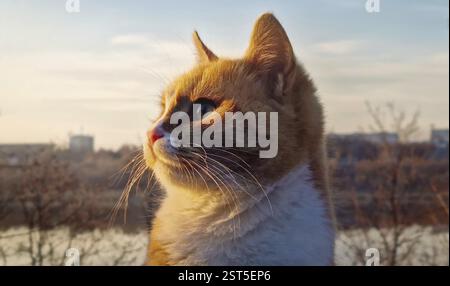 Grazioso gatto arancione all'aperto primo piano nella calma luce del tramonto Foto Stock