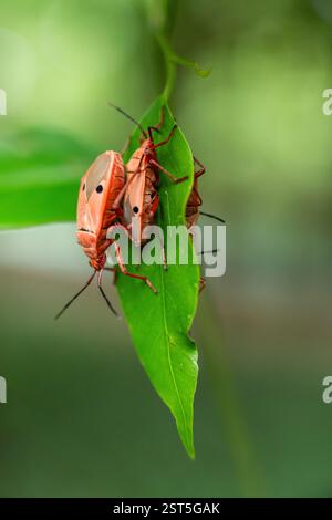 Insetti di cotone rosso che si accoppiano su foglia verde: Un'interazione macro in primo piano Foto Stock