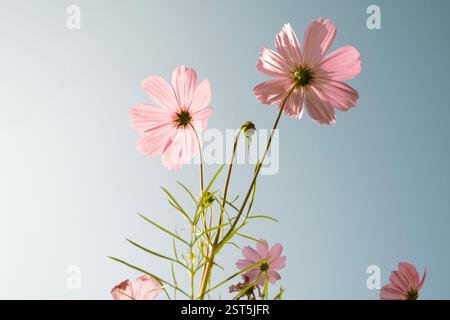 Giornata di sole sui fiori rosa cosmo nel campo con sfondo sfocato bokeh. Foto Stock