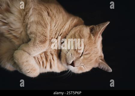 Primo piano ritratto di un gatto a righe gialle su sfondo nero che dorme Foto Stock