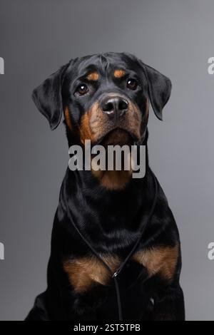 Un affascinante ritratto di un giovane cucciolo di Rottweiler sullo sfondo di uno studio grigio, che guarda avanti con fiducia. Foto Stock