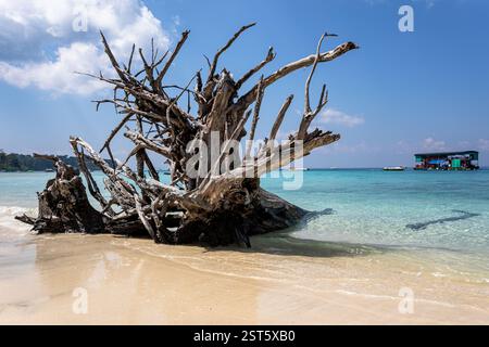 Alberi sradicati lungo la spiaggia sabbiosa di Elephant Beach, Havelock, Andamane e Nicobar Islands, India Foto Stock