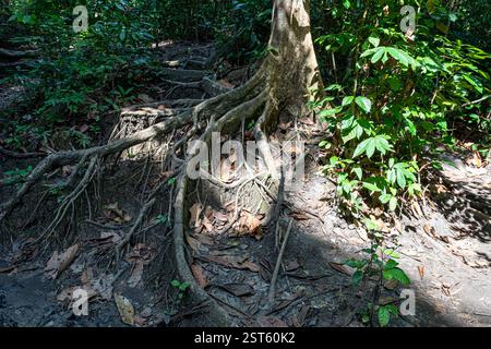 Fate trekking nei lussureggianti dintorni verdi attraverso la giungla tropicale fino a Elephant Beach, Havelock Island, Andamane e Nicobar Islands, India Foto Stock