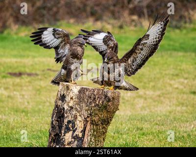 Aberystwyth, Ceredigion, Galles, Regno Unito. 17 febbraio 2025. Due poiane comuni - probabilmente un paio - che si procurano dei pezzi di cibo in una giornata fredda nel Galles centrale. Crediti: Phil Jones/Alamy Live News Foto Stock