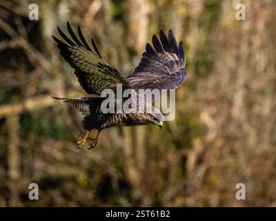 Aberystwyth, Ceredigion, Galles, Regno Unito. 17 febbraio 2025. Due poiane comuni - probabilmente un paio - che si procurano dei pezzi di cibo in una giornata fredda nel Galles centrale. Crediti: Phil Jones/Alamy Live News Foto Stock