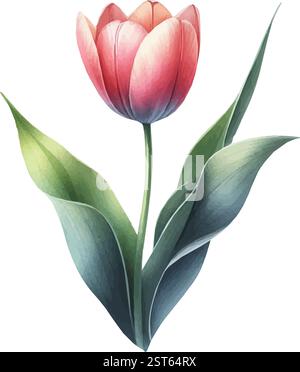 Illustrazione vettoriale acquerello di un tulipano Illustrazione Vettoriale
