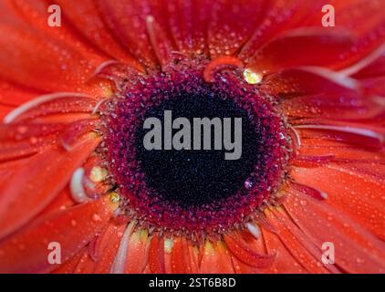 Una foto macro di una margherita Gerbera rossa vibrante, che mostra la texture dettagliata dei suoi petali e il disco centrale scuro ricoperto di gocce di rugiada. Piena fioritura Foto Stock