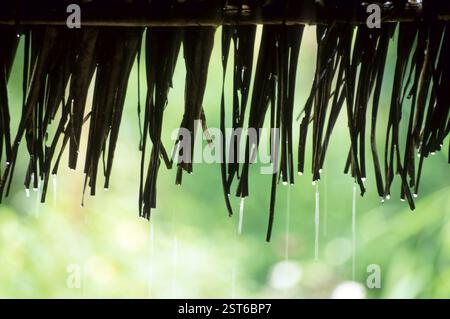 Gocce di pioggia tenere caduta dal tetto di paglia Foto Stock