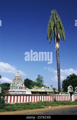 Talipot Palm Corypha umbraculifera Linn at Temple, India, Asia Foto Stock