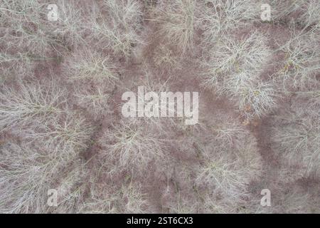 Ripresa aerea di alberi senza foglie in inverno che mostrano intricati motivi di diramazione. Vista aerea degli alberi nel Tri-City Landscape Park, uno dei più famosi Foto Stock
