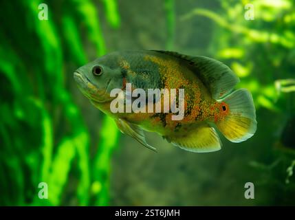 Pesce Tiger Oscar (Astronotus ocellatus). Queste creature sono predatori naturali nativi del Rio delle Amazzoni e sono tenuti come animali domestici. Foto Stock