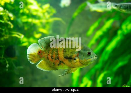 Pesce Tiger Oscar (Astronotus ocellatus). Queste creature sono predatori naturali nativi del Rio delle Amazzoni e sono tenuti come animali domestici. Foto Stock