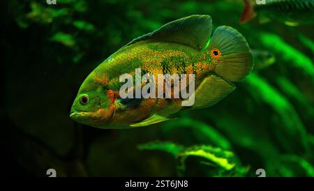 Pesce Tiger Oscar (Astronotus ocellatus). Queste creature sono predatori naturali nativi del Rio delle Amazzoni e sono tenuti come animali domestici. Foto Stock