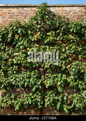 Melo russetto maturo spallizzato che cresce contro un muro, con frutta matura al sole estivo sotto un cielo blu Foto Stock