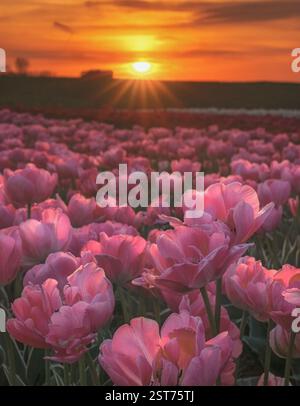 I lussureggianti tulipani rosa agendono il tramonto dorato. Campo di fiori rosa con un bellissimo tramonto sullo sfondo Foto Stock