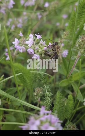 L'ape ravvicinata raccoglie il nettare dall'erba del timo selvatico del Breckland in fiore. Le api da miele raccolgono polline dai fiori rosa della pianta Thymus Serpyllum. po. Estate Foto Stock