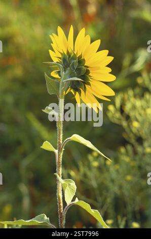 Girasole rivolto verso il sole Helianthus annuus, pune, maharashtra, india Foto Stock