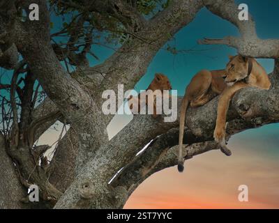 Lioness con un collare di inseguimento e il suo cucciolo stanno facendo un pisolino pomeridiano in alto tra i rami di un albero. , Serengeti Tanzania Foto Stock