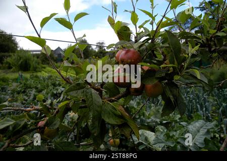 Mele su un ramo di meli selvatici in autunno Foto Stock