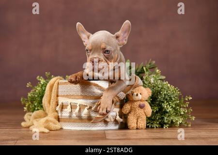 Cucciolo di cane Bulldog francese Isabella Tan New Shade seduto in una scatola con decorazioni in stile boho naturale davanti a sfondo marrone Foto Stock