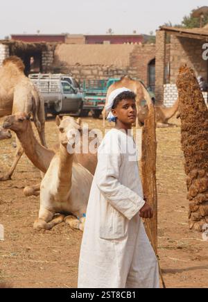 Cammello Trader, Assuan, Daraw. Egitto Foto Stock