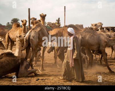 Cammello Trader, Assuan, Daraw. Egitto Foto Stock