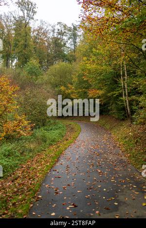 Un sentiero asfaltato ricoperto di foglie autunnali cadute nel parco, che cattura l'essenza della stagione autunnale. Foto Stock