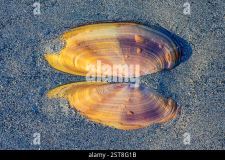 Pacific Razor Clam, Siliqua patula, conchiglia su Mocrocks Beach, Oceano Pacifico, Stato di Washington, Stati Uniti Foto Stock