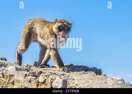 Scimmia a Gibilterra, territorio britannico d'oltremare e città sulla penisola iberica. Macaco barbario che cammina su rocce contro un cielo azzurro. Un pazzo Foto Stock