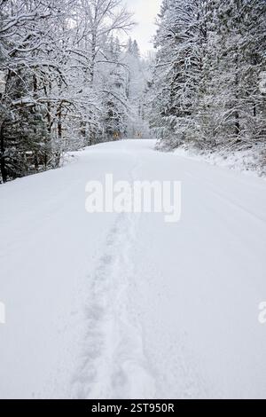 Impronte di neve fresca su una strada non arata circondata da alberi. Foto Stock