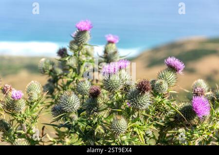 Cardo di latte (Silybum marianum) sul ciglio della strada, penisola di Otago (Muaūpoko), Dunedin (Ōtepoti), regione di Otago, Isola del Sud, nuova Zelanda Foto Stock