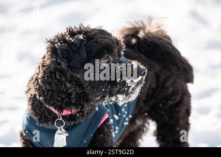 Primo piano ritratto del piccolo cucciolo Havanese in una giornata innevata. Foto Stock