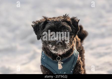 Primo piano ritratto del piccolo cucciolo Havanese in una giornata innevata. Foto Stock