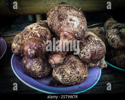 Radici di taro fresche esposte in un mercato alimentare locale, evidenziando la loro importanza nella cucina tradizionale. Noti per la loro consistenza amidacea e la terra fl Foto Stock