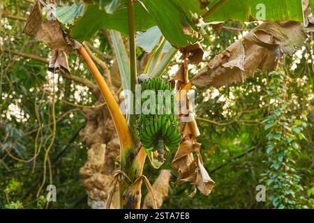 Fila di banana appesa al suo albero Foto Stock