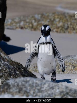 Primo piano di un pinguino sudafricano solitario su una spiaggia Foto Stock