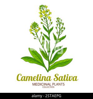 Illustrazione colorata della pianta Camelina Sativa Illustrazione Vettoriale