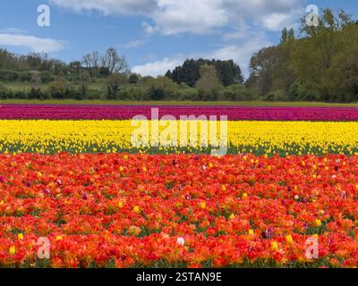 Rows of brightly coloured tulips in full bloom at Norfolk Tulip Farm. King's Lynn. UK Foto Stock