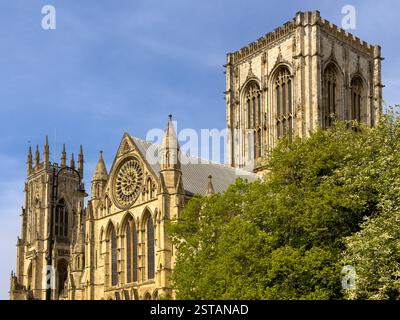 Primo piano della Rose Window e della torre centrale sulla facciata sud della cattedrale di York contro un cielo blu con lussureggianti alberi verdi in primo piano. Foto Stock